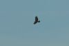 Honey Buzzard at Wakering Stairs (Richard Howard) (15510 bytes)